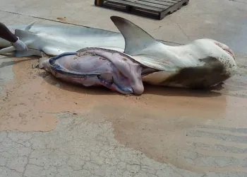 TUBARÃO É CAPTURADO NO MARANHÃO COM RESTOS DE JOVENS DESAPARECIDOS NO ESTÔMAGO