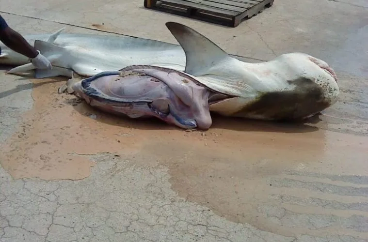 TUBARÃO É CAPTURADO NO MARANHÃO COM RESTOS DE JOVENS DESAPARECIDOS NO ESTÔMAGO