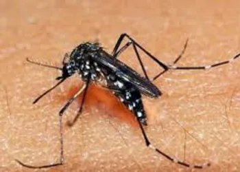 Verão é propício para casos de dengue, chikungunya e zika