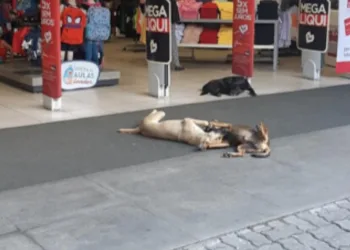 Loja de Campo Grande permite que cães se refresquem no ar condicionado