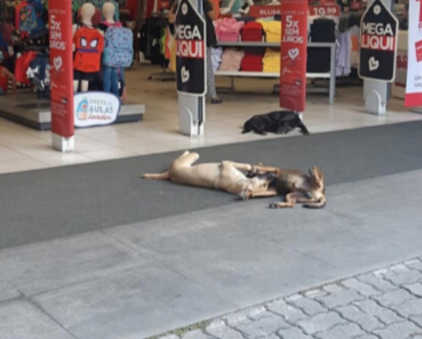 Loja de Campo Grande permite que cães se refresquem no ar condicionado