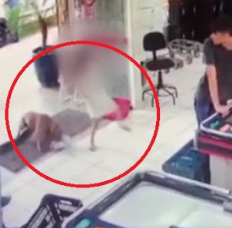 Vídeo mostra momento que criança é perseguida e atacada por pit-bull dentro de mercado