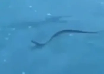 Cobra nada no mar de Arraial do Cabo e assusta banhistas