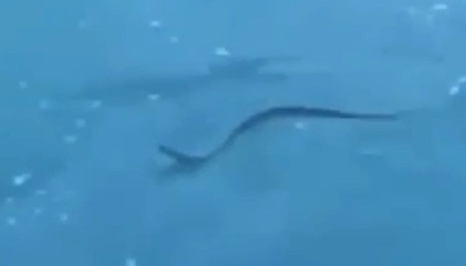 Cobra nada no mar de Arraial do Cabo e assusta banhistas