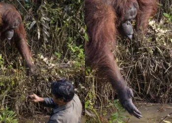 Orangotango acha que ambientalista em rio cheio de cobras está em perigo e oferece ajuda