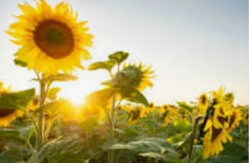 Deus vai te fazer vencer e vai ter reviravolta em sua vida