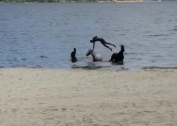 Cavalos são vistos se banhando  em praia do Rio