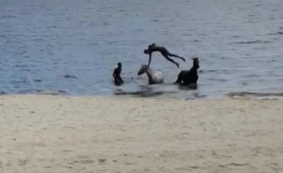 Cavalos são vistos se banhando em praia do Rio