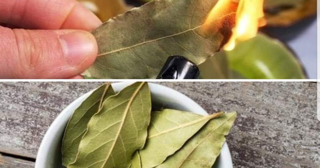 Você não sabe por que as folhas de louro são adicionadas à comida?