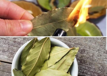 Você não sabe por que as folhas de louro são adicionadas à comida?