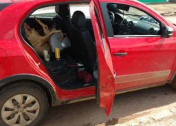 Homem é preso dirigindo bêbado e com porco morto em cadeira de bebê