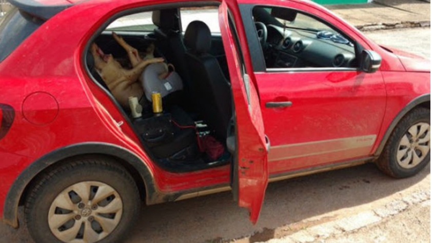 Homem é preso dirigindo bêbado e com porco morto em cadeira de bebê