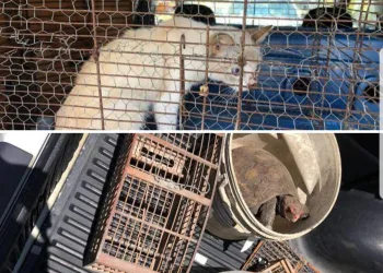 HOMEM É PRESO SUSPEITO DE MALTRATAR GATOS EM CAMPO GRANDE