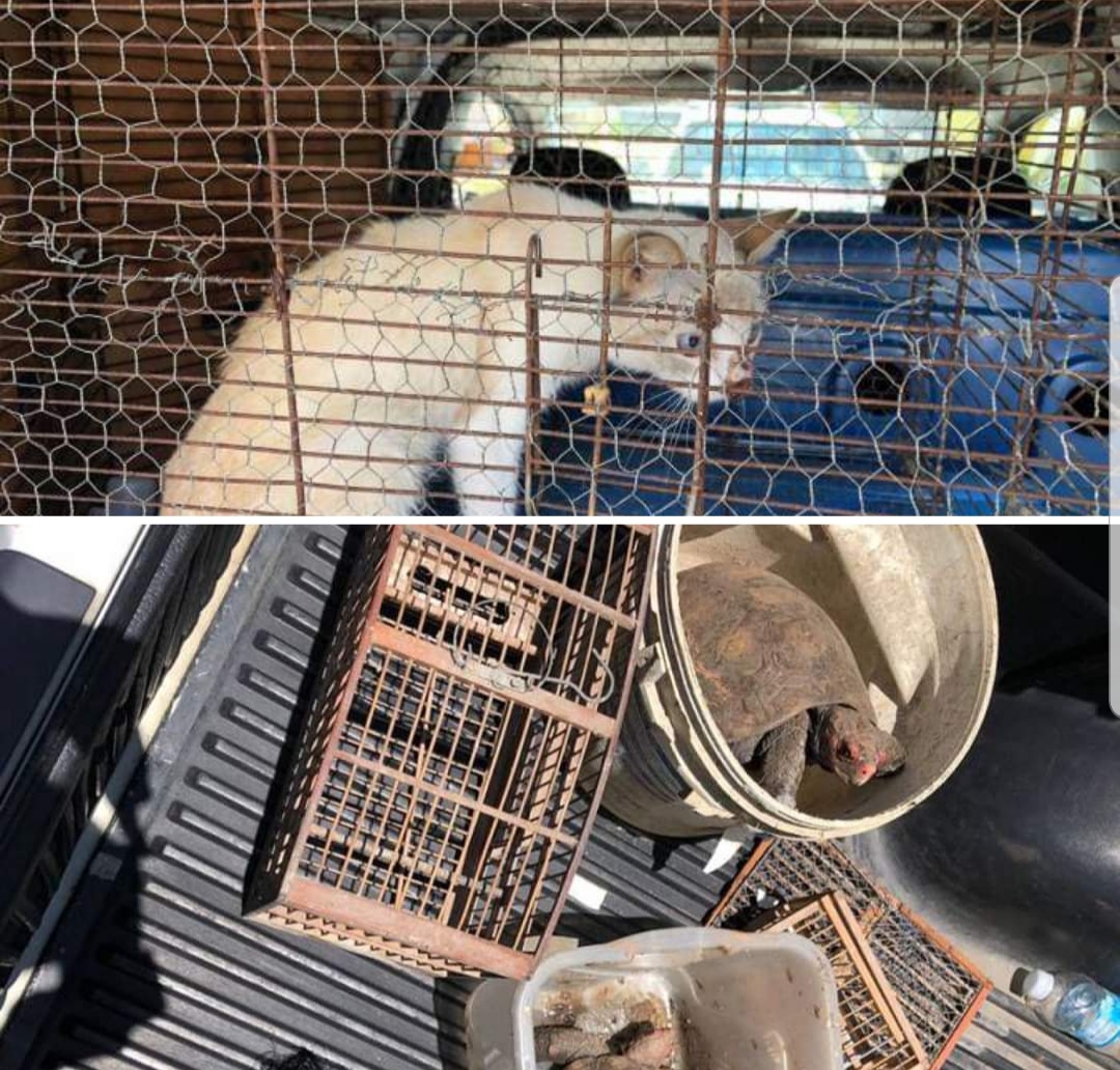 HOMEM É PRESO SUSPEITO DE MALTRATAR GATOS EM CAMPO GRANDE