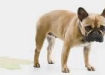 Repelente de xixi’: Misturinha evita que animais façam necessidade no lugar errado