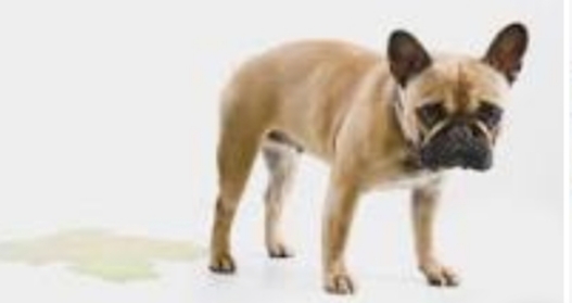 Repelente de xixi’: Misturinha evita que animais façam necessidade no lugar errado