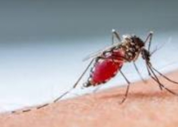 Estudos revelam que Mosquitos picam sempre pessoas estressadas