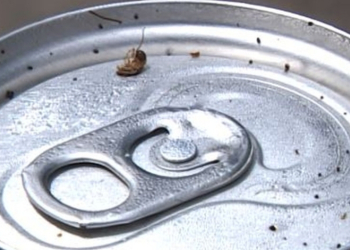 Análise em laboratório encontra até 45 mil bactérias e 9,7 mil fungos em latinha de bebida