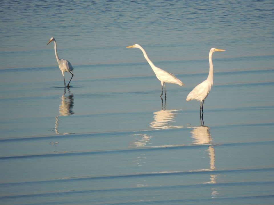 Guaratiba : Seus Nomes Indígenas e Seus Simbolismos