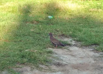 Um símbolo do Nordeste em Pedra de Guaratiba: A Asa Branca