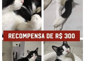 Gato está desaparecido em Campo Grande!! Família oferece recompensa em dinheiro
