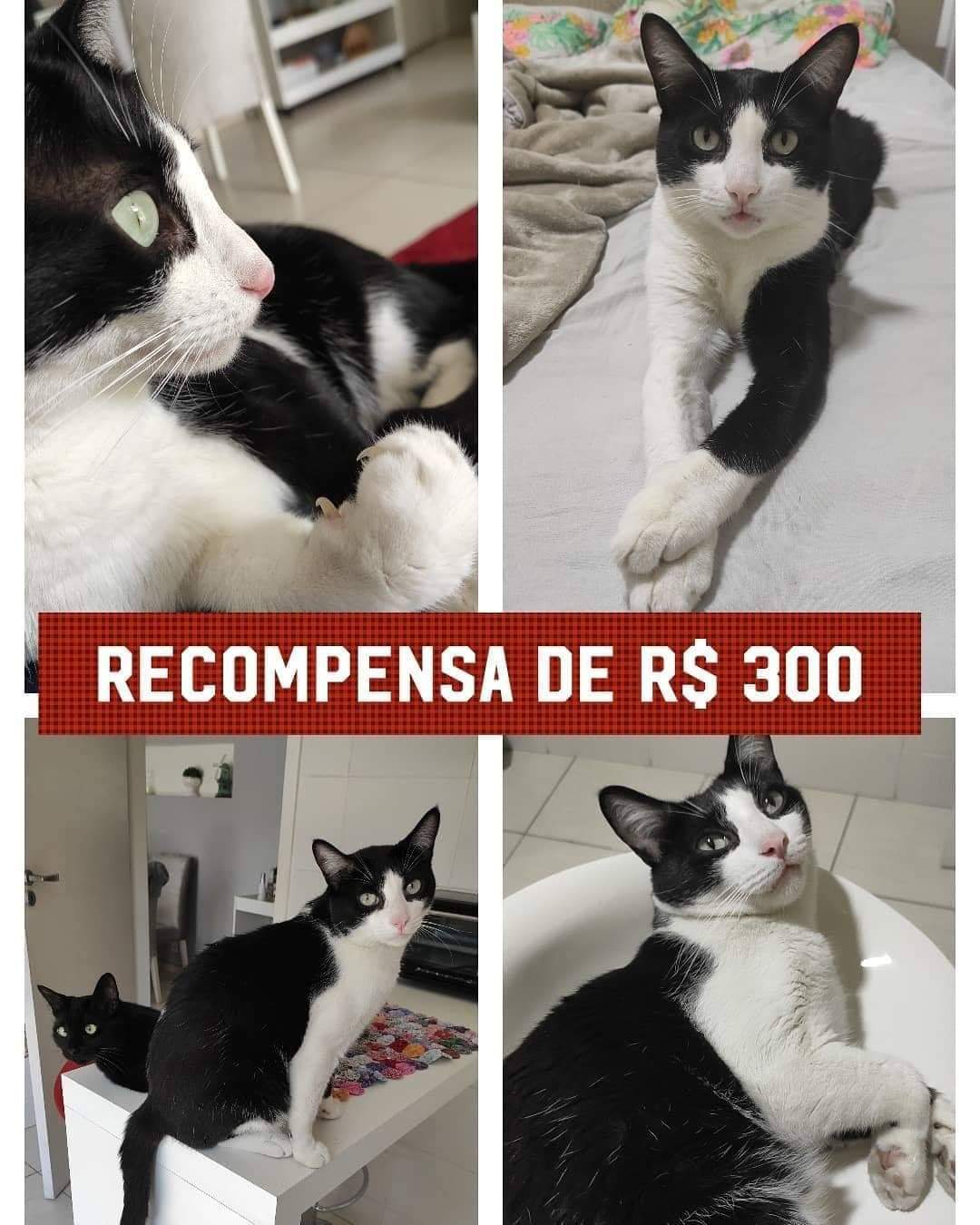 Gato está desaparecido em Campo Grande!! Família oferece recompensa em dinheiro