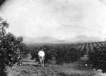 Campo Grande além das laranjas..