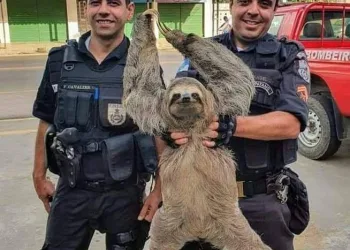 POLICIAIS  RESGATAM PREGUIÇA EM  ESTRADA NA ZONA OESTE