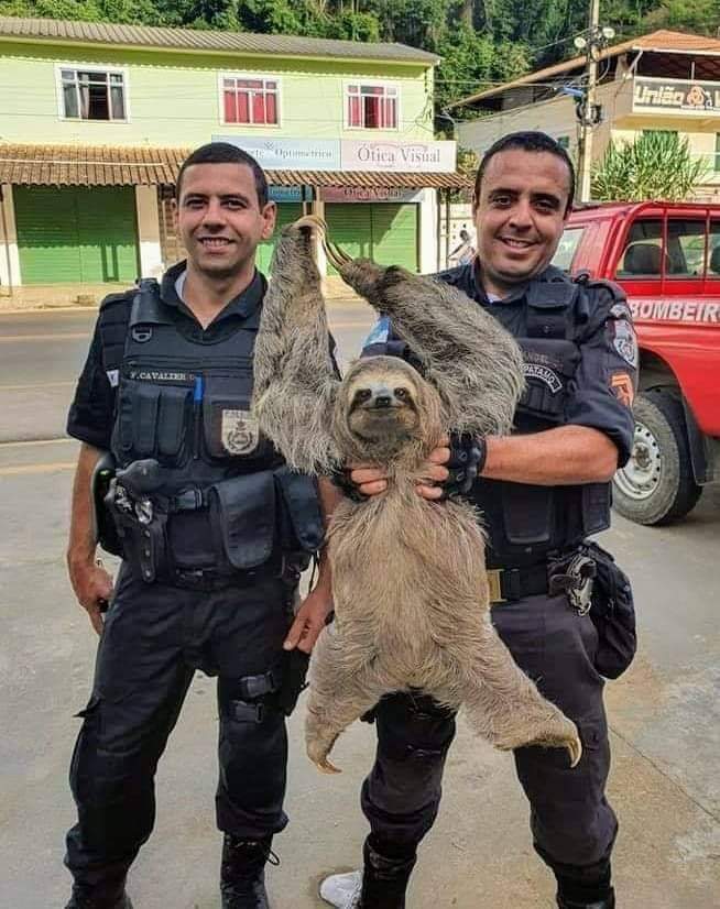 POLICIAIS  RESGATAM PREGUIÇA EM  ESTRADA NA ZONA OESTE