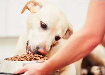 Cinco alimentos que você jamais deve dar para o seu cachorro
