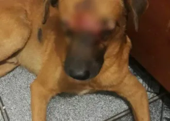 Bala perdida atinge cachorro em comunidade na zona oeste