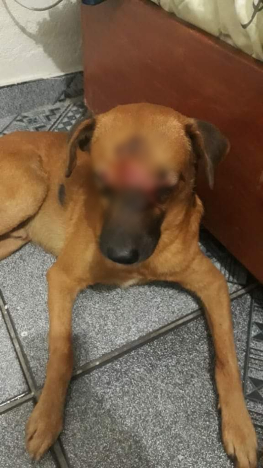 Bala perdida atinge cachorro em comunidade na zona oeste