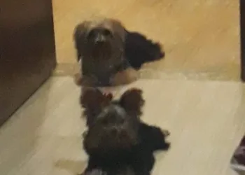 Cachorros são sequestrados em Campo Grande!! Familia pede ajuda