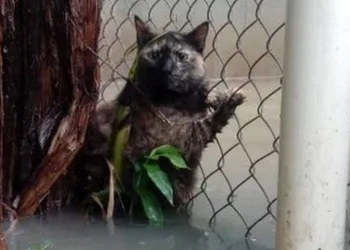 Abrigo com 120 animais é inundado pela forte chuva na Zona Oeste do Rio