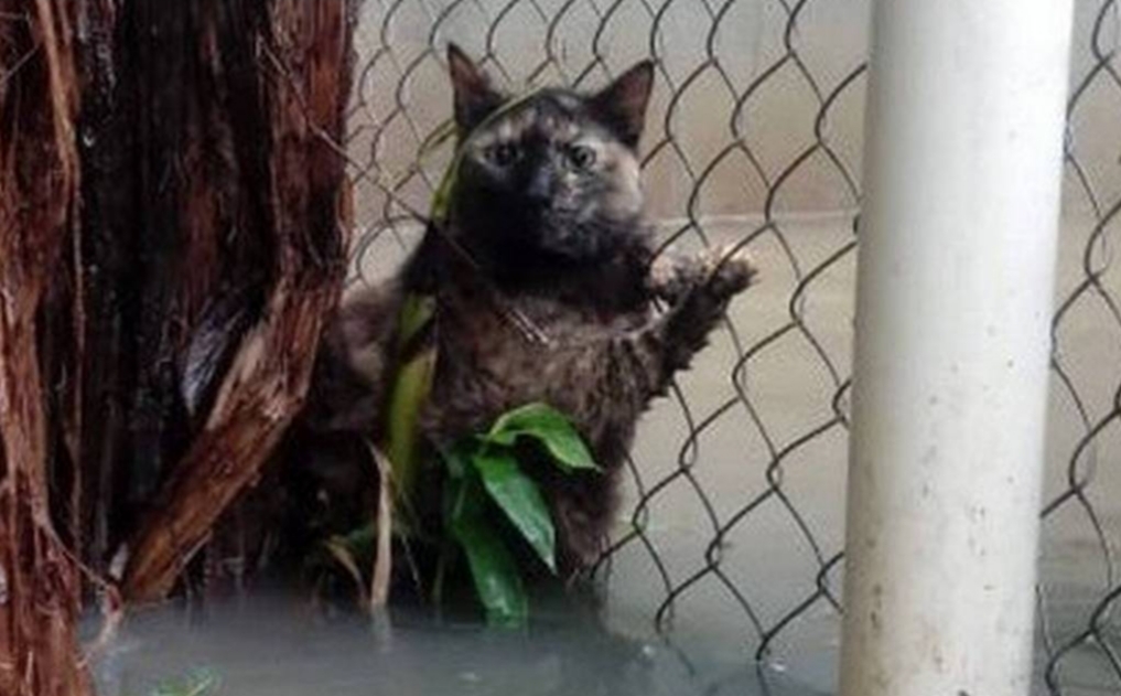 Abrigo com 120 animais é inundado pela forte chuva na Zona Oeste do Rio