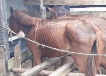 Animais debilitados são resgatados pela Prefeitura em terreno de Campo Grande
