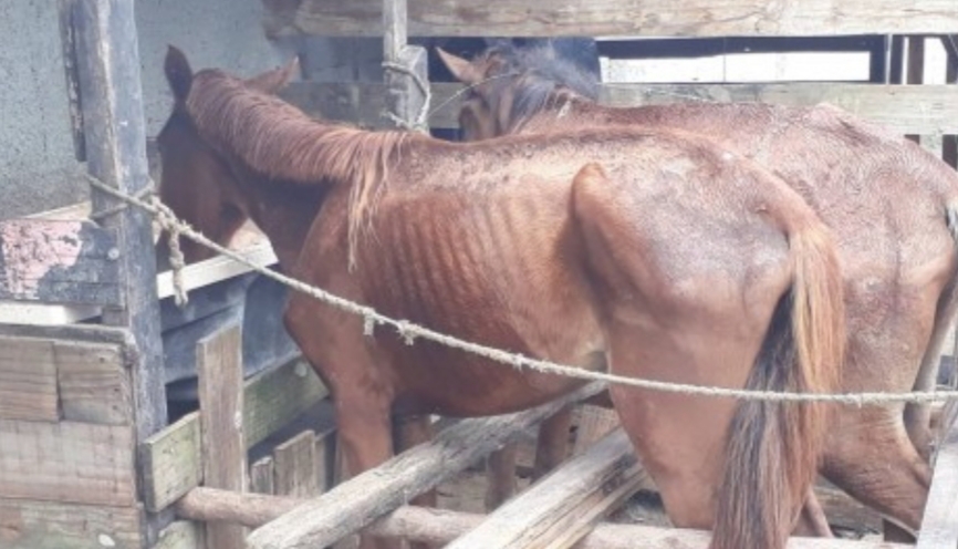Animais debilitados são resgatados pela Prefeitura em terreno de Campo Grande
