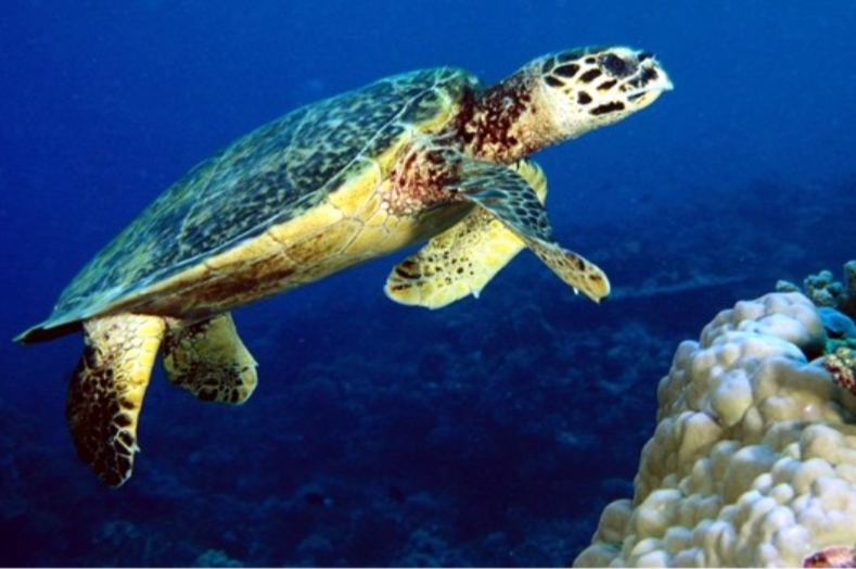 Tartaruga vive mais de cem anos porque cuida apenas da vida dela, aponta estudo