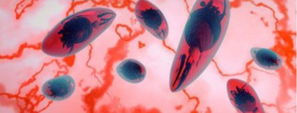 SUS oferecerá a recém-nascidos exame para toxoplasmose