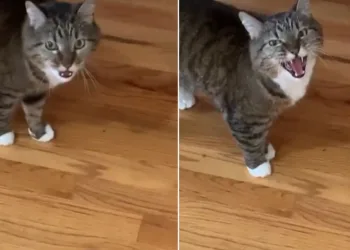 Gata acostumada ao silêncio reclama por donos estarem em casa na quarentena