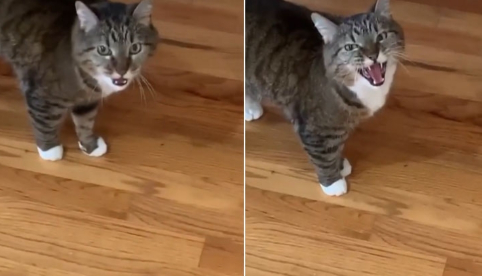 Gata acostumada ao silêncio reclama por donos estarem em casa na quarentena