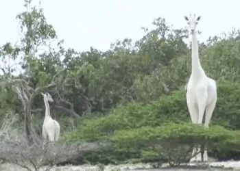 CAÇADORES MATAM DUAS DAS ÚLTIMAS TRÊS GIRAFAS BRANCAS DO MUNDO