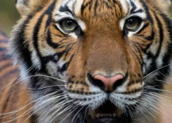 Tigresa testa positivo para covid-19 em zoológico de Nova York