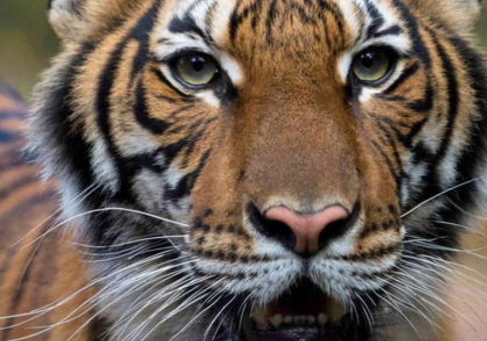 Tigresa testa positivo para covid-19 em zoológico de Nova York