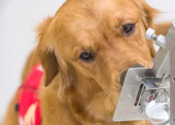 Cães farejadores começam a ser testados para detectar pessoas com coronavírus pelo cheiro