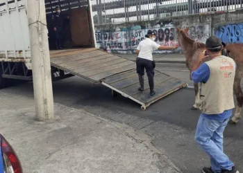 Égua aparece na estação de trem de Campo Grande, no Rio, e é retirada quase cinco horas depois
