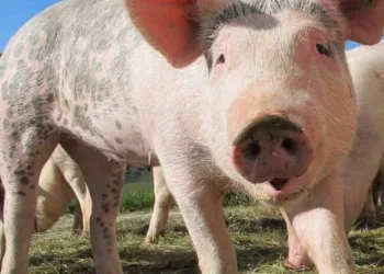Pesquisadores encontram vírus da gripe em porcos na China e falam em possível nova pandemia