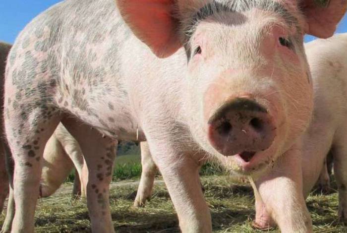 Pesquisadores encontram vírus da gripe em porcos na China e falam em possível nova pandemia
