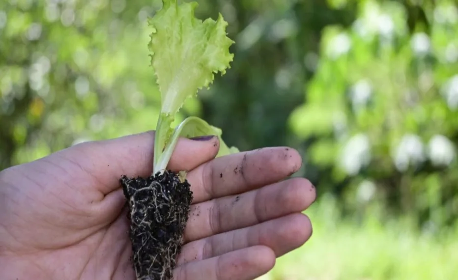 Horta em casa é opção saudável durante a pandemia