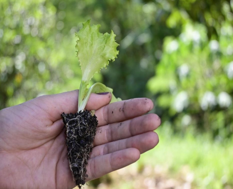 Horta em casa é opção saudável durante a pandemia